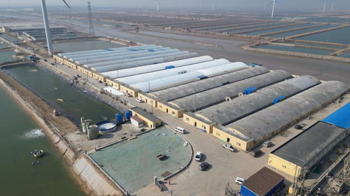 科技賦能，綠色轉型 東營市河口區(qū)以工廠化養(yǎng)殖與礦山技術走出鄉(xiāng)村振興新步伐